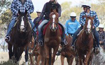 Jemby Rinjah Eco Lodge - South Australia Travel 0
