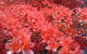 Brigalow Cottage - thumb 4