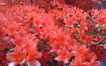 Brigalow Cottage - South Australia Travel 4
