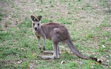 Calurla Chalets And Cottages - South Australia Travel 1