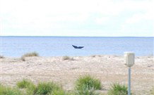 Moombilleen - South Australia Travel 6