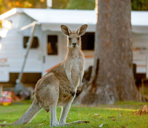 BIG4 Sunshine South West Rocks Holiday Park - South Australia Travel 5
