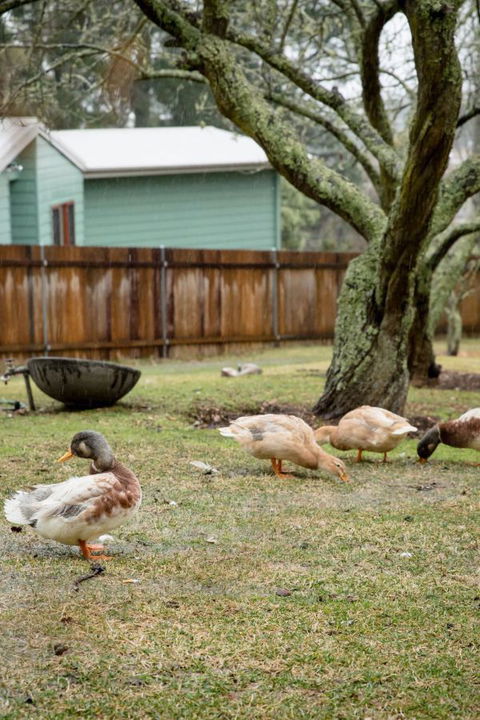 Mount Victoria Manor - South Australia Travel 3