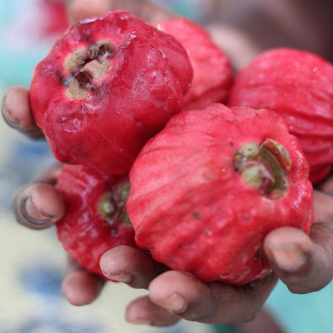 Rakhi Retreat - South Australia Travel 5