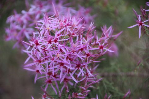 Rakhi Retreat - South Australia Travel 6