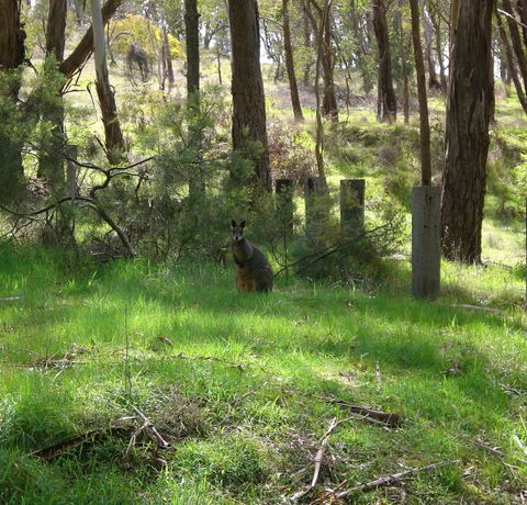 Mount Cole Cottages - South Australia Travel 7