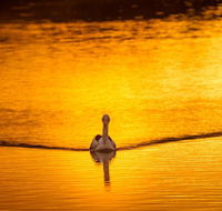 River Shack Rentals - Living the Dream - South Australia Travel