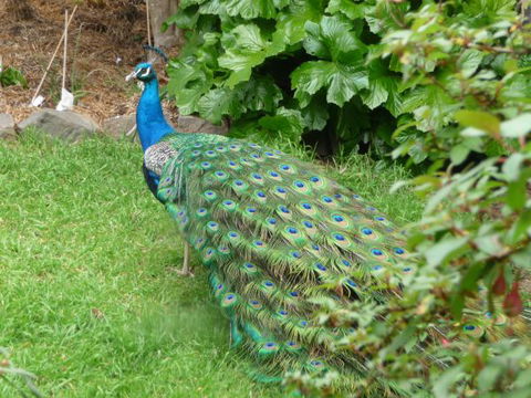 Eurambeen Historic Homestead And Gardens - South Australia Travel 4
