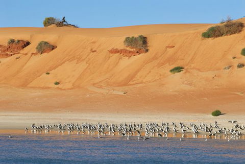 Herald Bight Camp At Francois Peron National Park - South Australia Travel 3