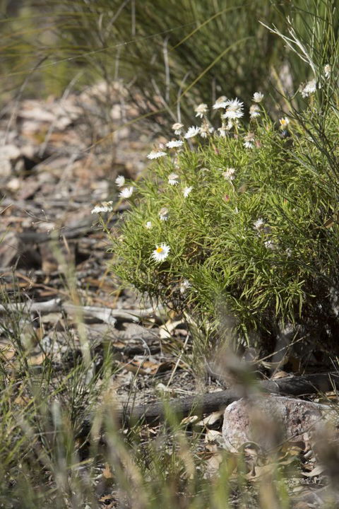 Kroombit Tops National Park Camping Ground - South Australia Travel 1