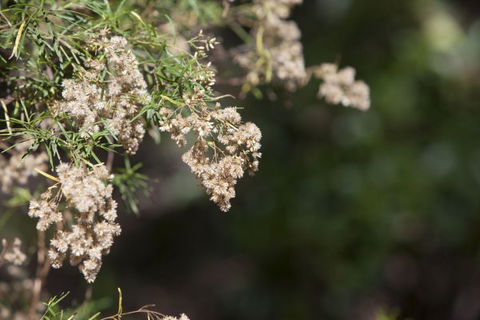 Kroombit Tops National Park Camping Ground - South Australia Travel 2