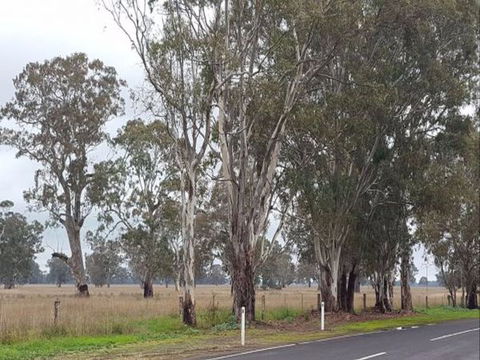 The Gums - South Australia Travel 8