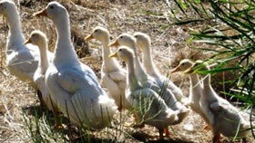 Duck Duck Goose Bed And Breakfast - South Australia Travel 0