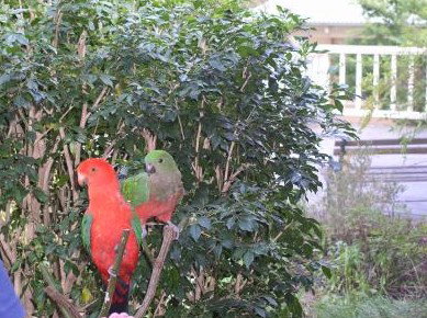 Kemeys At Mandalong - South Australia Travel 5