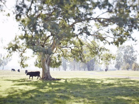 WillOaks B&B - South Australia Travel 7