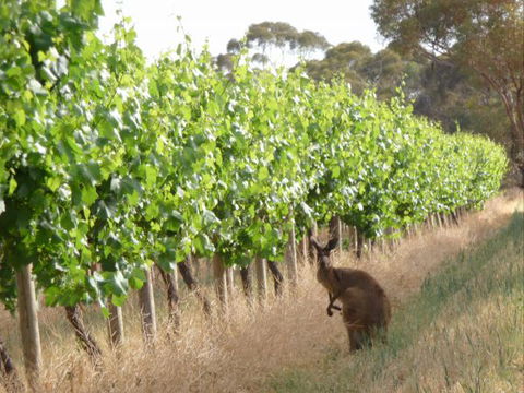 Angas Plains Wines Suites - South Australia Travel 6