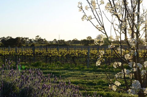 Angas Plains Wines Suites - South Australia Travel 7