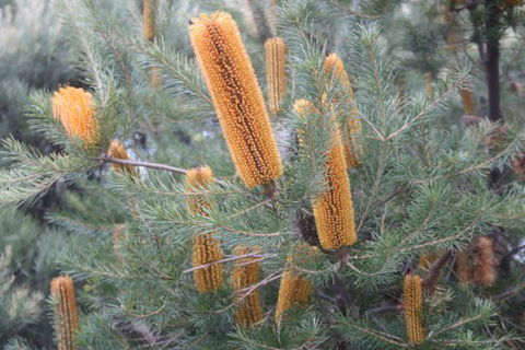 Kurringai Cottage - South Australia Travel 7