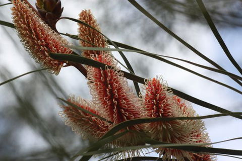 Kurringai Cottage - South Australia Travel 8