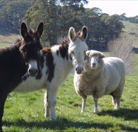 Avaleigh Elms Farmstay - South Australia Travel