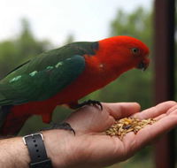 Barrington Tops Escapes - South Australia Travel