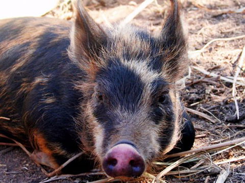 Jamberoo Valley Farm - South Australia Travel 2