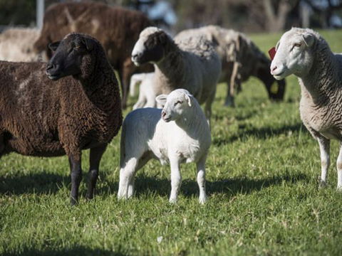 Jamberoo Valley Farm - South Australia Travel 4