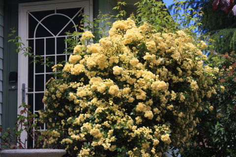 Katoomba Green Gables - South Australia Travel 2