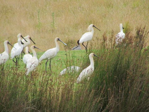Tanja Lagoon Camp - South Australia Travel 9
