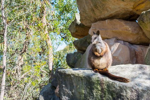 Waterfall Springs Retreat And Wildlife Sanctuary - South Australia Travel 9