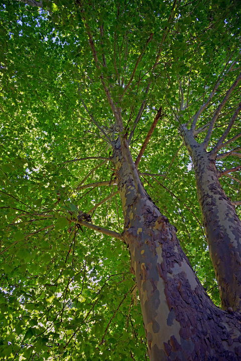 Ardern's Caravan Park Myrtleford - South Australia Travel 2