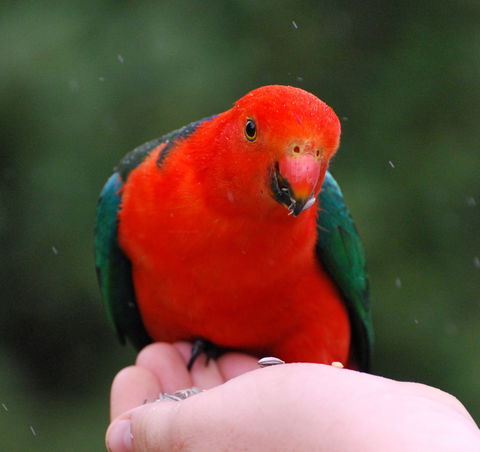 Bellthorpe Stays - Nature's Retreat - South Australia Travel 1