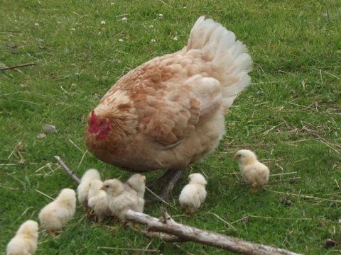 Eden Orchard And Farmstay - South Australia Travel 5