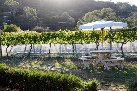 Every Man And His Dog Vineyard - South Australia Travel 1