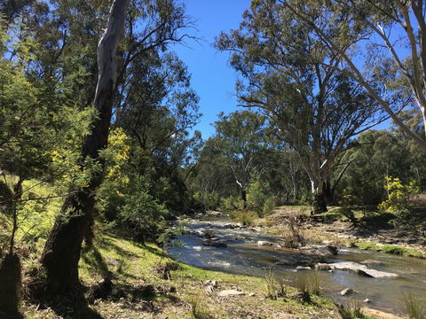 Highfield Farm And Woodland Bush Campsites - South Australia Travel 0