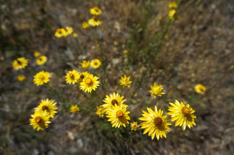 Highfield Farm And Woodland Bush Campsites - South Australia Travel 3