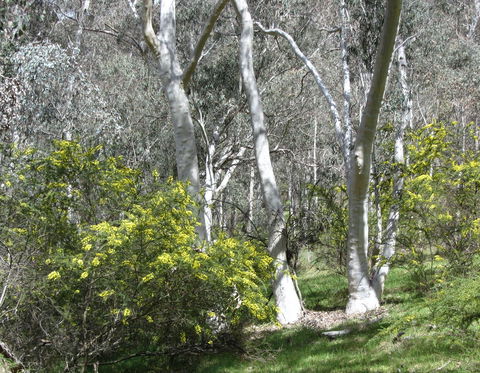 Highfield Farm And Woodland Bush Campsites - South Australia Travel 4