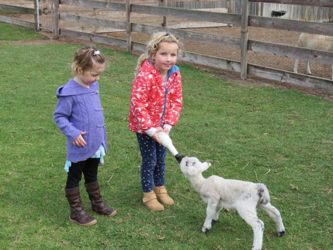 Narnu  Farm (Farm Stay/ School Camp) - South Australia Travel 4