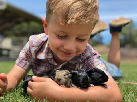 Narnu  Farm (Farm Stay/ School Camp) - South Australia Travel 5