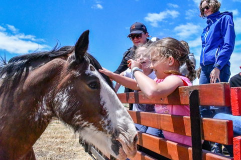 Narnu  Farm (Farm Stay/ School Camp) - South Australia Travel 6
