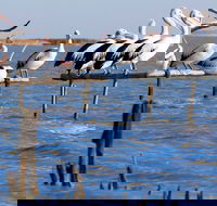 Pelican Perch Retreat - South Australia Travel