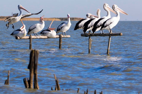 Pelican Perch Retreat - South Australia Travel 0