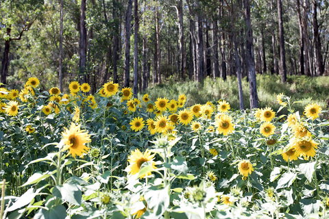 Gracefield Estate - South Australia Travel 1