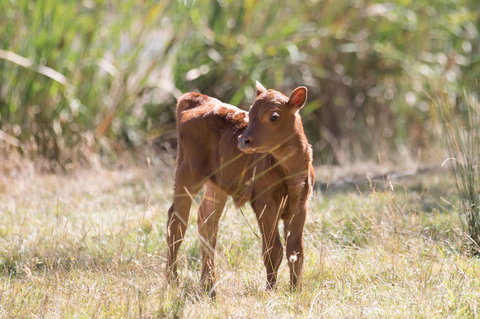 Gracefield Estate - South Australia Travel 2