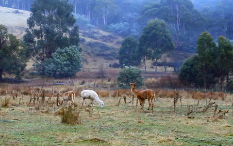 Hamlet Downs Country Accommodation - South Australia Travel 1