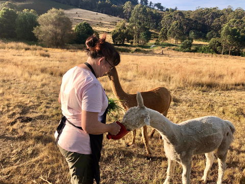 Hamlet Downs Country Accommodation - South Australia Travel 6