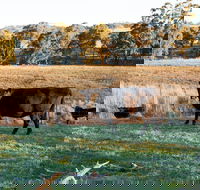 Lone Pine Homestead - South Australia Travel