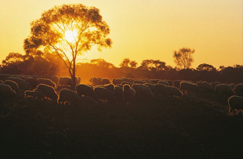 Clandulla Cottages & Farmstay - South Australia Travel 0