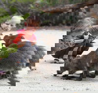 The Patriarch Wildlife Sanctuary Camping Ground - South Australia Travel