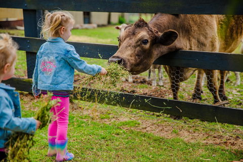Tobruk Sydney Farm Stay - South Australia Travel 2